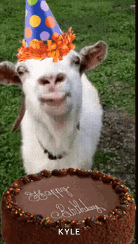 Goat in Party Hat With Birthday Cake for Kyle