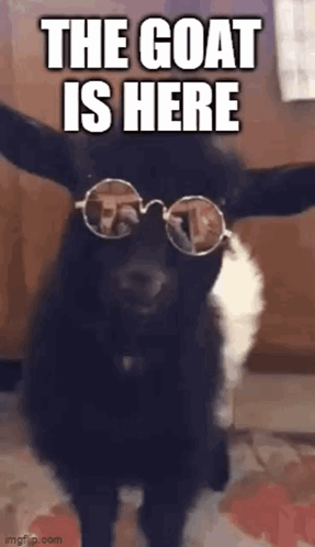 Goat in Sunglasses