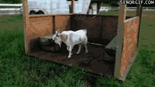Goat In Wooden Fenced Field GIF