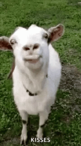 Goat Kisses Licking Silly GIF