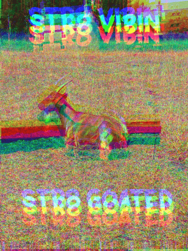 Goat Laying On Ground With Strogated Text