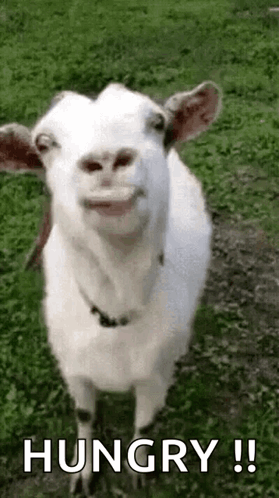 Goat Making Funny Face in Grass