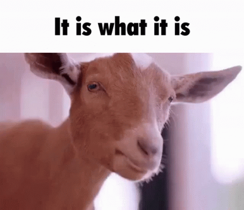 Goat Making Funny Face It Is What It Is