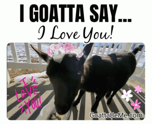 Goat Meme Goatta Say I Love You GIF