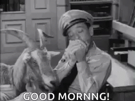 Goat Meme Good Morning GIF
