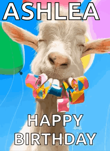 Goat Meme Happy Birthday Ashlea GIF