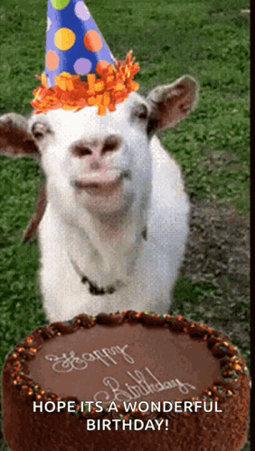 Goat Meme Happy Birthday With Cake GIF
