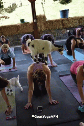 Goat Meme Joining Yoga GIF