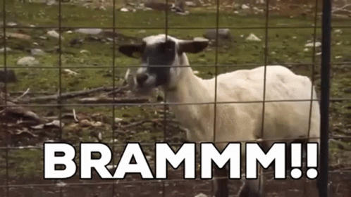 Goat Meme Shouting For Help GIF