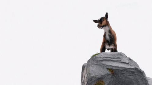 Goat On Rock Saying Greatest Of All Time GIF