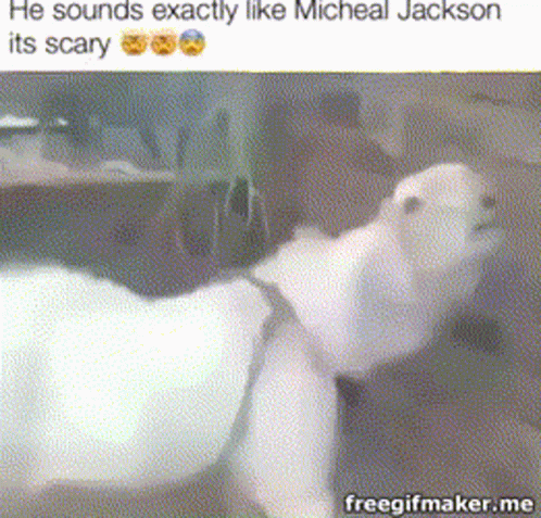 Goat Sounds Exactly Like Michael Jackson