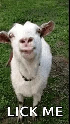 Goat Standing in Grass Lick Me