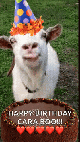 Goat Wearing Party Hat Next to Happy Birthday Cara Boo Cake