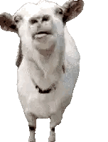 Goat With Tongue Out