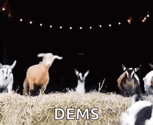 Goats Dancing On Hay Pile GIF