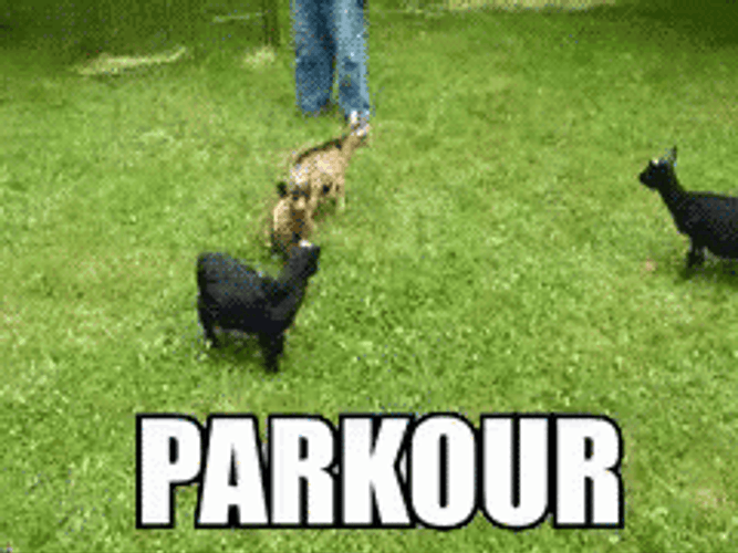 Goats Doing Parkour GIF
