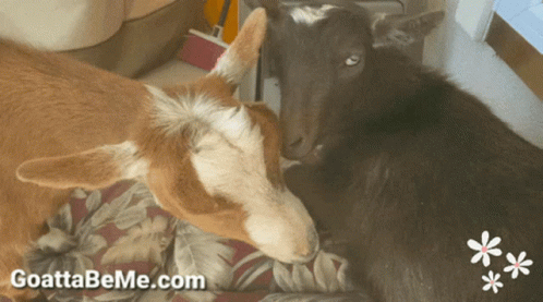 Goats Resting Funny Hug GIF
