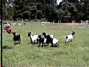 Goats Scared Of Umbrella GIF