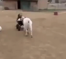 Goats Standing on Dirt Field