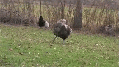 Gobble Gobble Running Turkey GIF