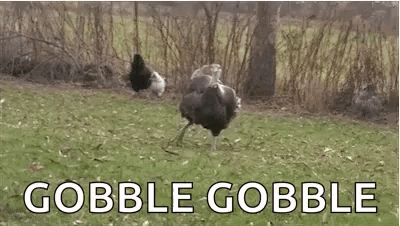 Gobble Gobble Turkeys In Grassy Field GIF