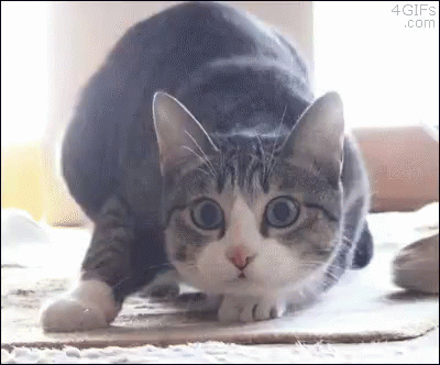 Gobble Jiggly Cat And Man GIF