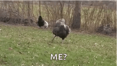 Gobble Running Turkey Alive GIF