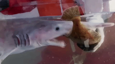 Goblin Shark Attempting To Eat Small Fish GIF