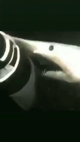 Goblin Shark Swallow Part Of Boat GIF