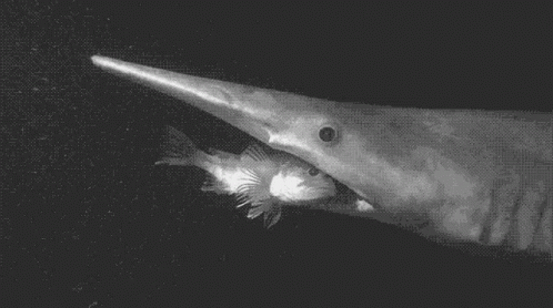 Goblin Shark Swallow Small Fish GIF