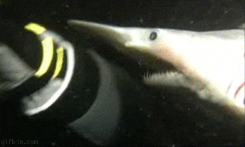 Goblin Shark Swallowing Part Of Ship GIF
