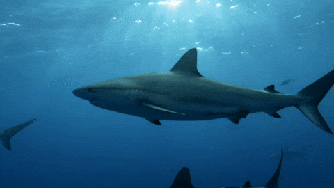 Goblin Shark Swimming Almost Water Surface GIF