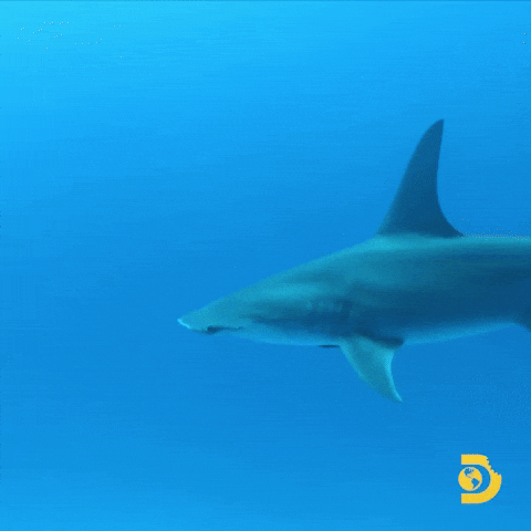 Goblin Shark Swimming In Blue Sea GIF