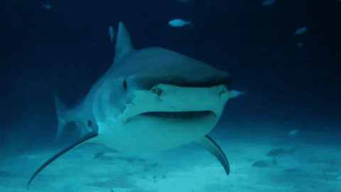 Goblin Shark Swimming To Different Direction GIF