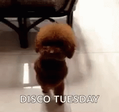 Going Up On A Tuesday Dancing Poodle GIF