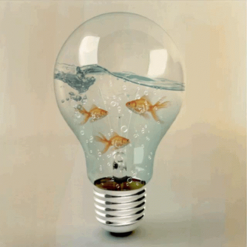 Gold Fish Aquarium Light Bulb GIF