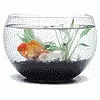 Gold Fish Swimming In Bowl GIF