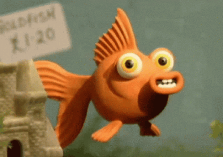 Gold Fish Winking Out GIF