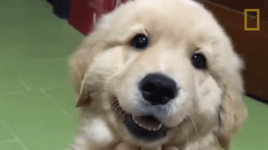 Gold Retriever Cute Smile Good Morning Puppy GIF