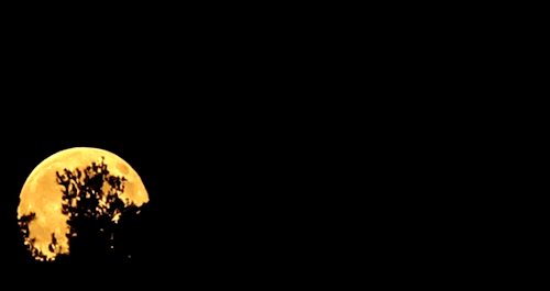 Gold Super Moon Passing Behind Trees GIF