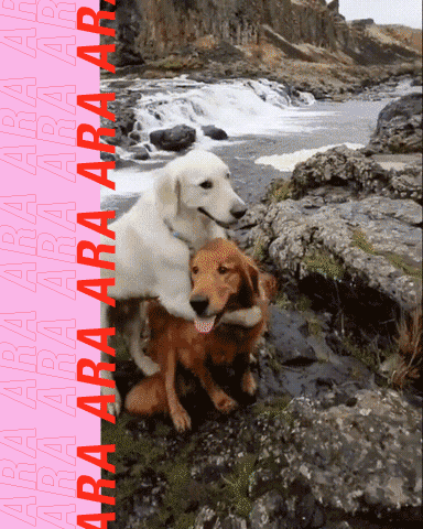 Golden And Labrador Retriever Dogs Hugging GIF
