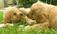 Golden Retriever Puppies Friendship GIF