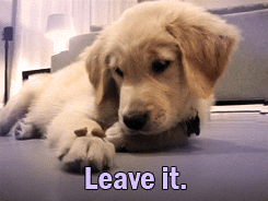 Golden Retriever Leave It GIF