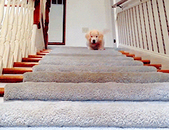 Golden Retriever On Staircase GIF