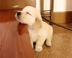 Golden Retriever Tired And Sleepy GIF