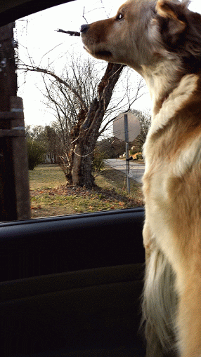 Golden Retriever Car Window GIF