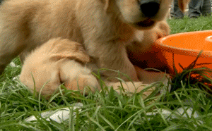 Golden Retriever Puppies GIF