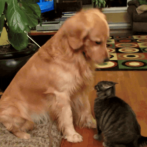 Golden Retriever With Cat GIF