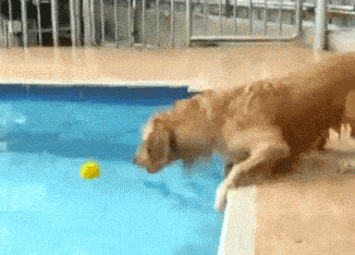 Golden Retriever Catching Ball GIF