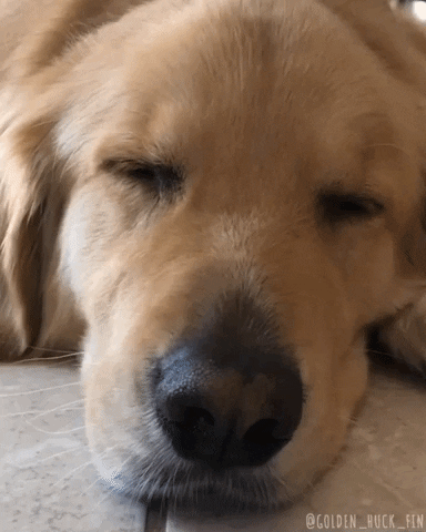 Golden Retriever Open Eyes GIF